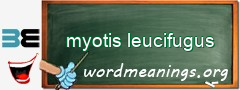 WordMeaning blackboard for myotis leucifugus